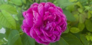 Czy ZUS to piramidą finansową?