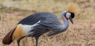 Kto ustanawia formy ochrony przyrody?