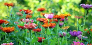 Jak człowiek chroni przyrodę?