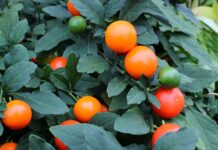 Czy nauczyciel może wystawić ocenę za brak notatek?